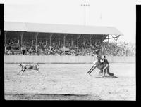 Sherman Sullins Calf Roping