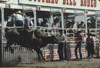 Jerry Berry on Bull #S34