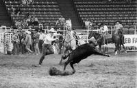 Chip Whitaker Calf roping