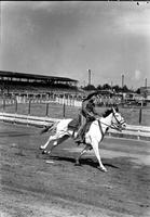 [Unidentified Swift's Jewel cowboy on galloping horse on track]