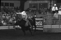 Dale Gibson on Bull #131