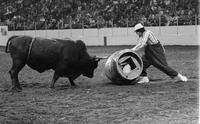 Rodeo clown J.G. Couch Bull fighting