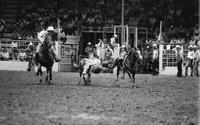 Matt Wynn Steer wrestling