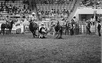 Kurt Butler Steer wrestling