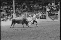 Unidentified Rodeo clowns Bull fighting