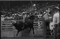 Mike Bandy on Bull #33