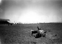 [Unidentified cowboy and steer fallen with tipis in background