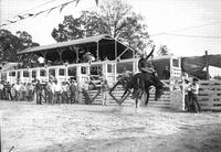 [Unidentified Cowboy sitting precariously atop twisting bronc in front of seven chute structure]