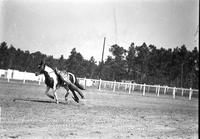 Fay Blackstone doing side drag Fla Cow Capital Round-Up Kissimmee