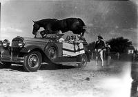 ["Ranger" leaping over auto with four passengers and driver, possibly Mamie Francis]