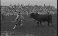 Rodeo clown Bill Shaw Bull fighting