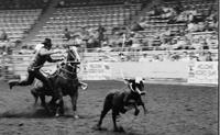 Gene Whitehouse Calf roping