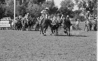 Tim Saunders Steer wrestling