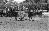 Marty Calhoun Steer wrestling