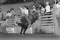 Marty Pape on Bull #33