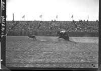 Gordon Davis Calf Roping