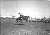 [Unidentified Cowboy on airborne bronc whose front legs are pulled up under his chest]