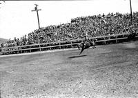 [Unidentified Cowboy riding bronc before crowd assembled on hillside]