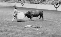 Unidentified Rodeo clown Bull fighting