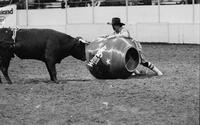 Rodeo clown Kenny Watson Bull fighting