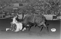 Rodeo clown Arleigh Bonaha Bull fighting