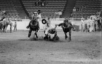 Greg Mindemann Steer wrestling