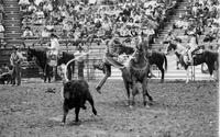 John Hamrick Calf roping