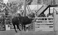 Chas. Needham on Bull #71