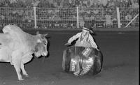 Rodeo clown Rex Dunn Bull fighting