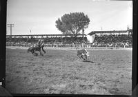 Gordon Davis Calf Roping