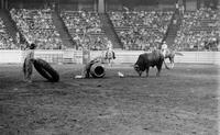 Unidentified Rodeo clown Bull fighting