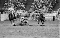 Perry Cline Steer wrestling