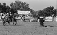 Danny Torricellas Calf roping