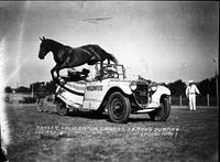 "Ranger" California Frank's famous jumping horse