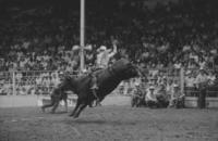 Gene Stough on Bull #131