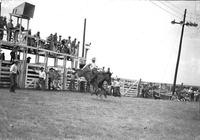 [Unidentified Cowboy with "Larry" on chaps riding bronc in front of five-chute structure]