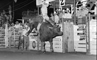 Roy Carter on Bull #19