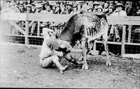 Fox Hastings Wrestles a Steer