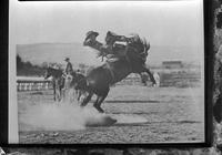[Rearing bronc and upended & unidentified cowboy]