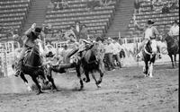 Doug Hanover Steer wrestling