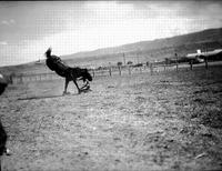 [Unidentified Cowboy on his knees in the dirt as bronc kicks up and out with a twisting rear]