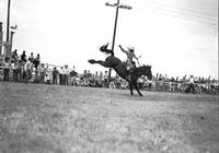 [Ernie Mutch riding saddle bronc "Flying Kite"]