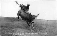 Leonard Womach [sic] on Wild Brahma Steer