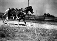 Eleanore Heacock Going Under Her Horse, Willow Grove Park, PA.