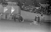 Rodeo clown Leon Coffee Bull fighting