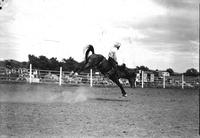 [Unidentified cowboy holding down hat with cigarette in mouth and riding bareback bronc]