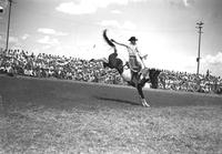 [Unidentified Cowboy riding bronc which is kicking rear legs up and out]