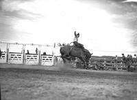 [Unidentified cowboy riding bronc]