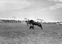 [Unidentified Cowboy is on one knee after leaving bucking bareback mount]