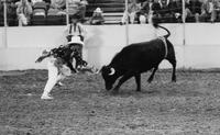 Rodeo clown Jeff Kobza Bull fighting